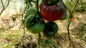 Сорт томата КАС 21