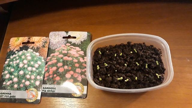 ВСХОДЫ АСТРЫ БАМБИНА ? смотреть онлайн