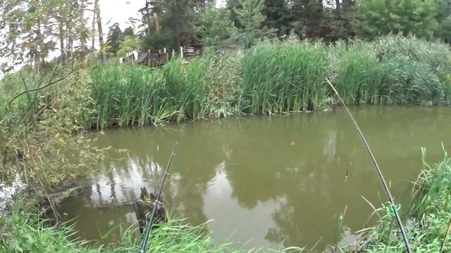 Рыбалка на р. Битца. Мелкий карась. Поймали рака. Отпустил весь улов в Пенягинский пруд в Митино. смотреть онлайн