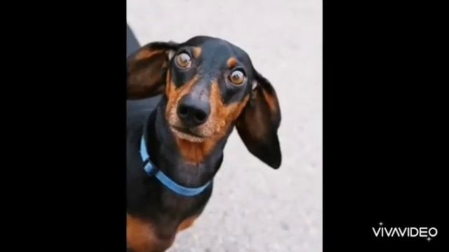 шутливый стих про учителей из тик тока. на каникулах ?? смотреть онлайн