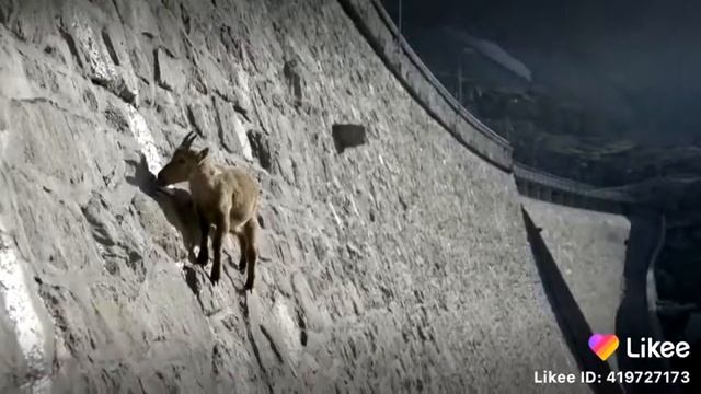 Горный козел лезет по скалам смотреть онлайн