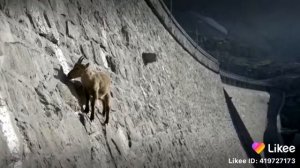 Горный козел лезет по скалам