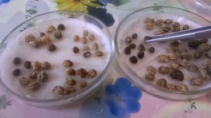 Безрассадный способ выращивания настурции. Посев пророщенными семенами.