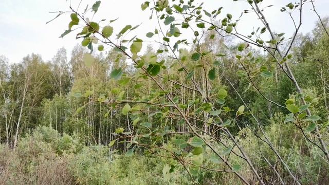 В лес по грибы! Грузди на каждом шагу! смотреть онлайн