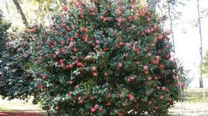 Камелия садовая — посадка и уход в открытом грунте