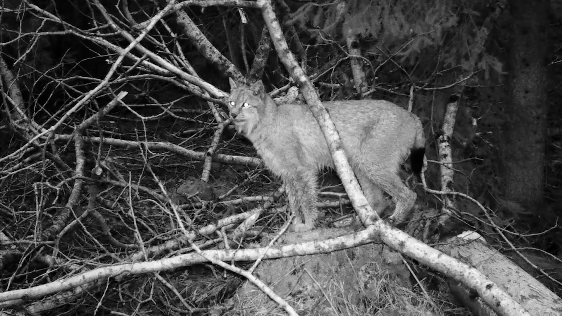 Рысь смотреть онлайн