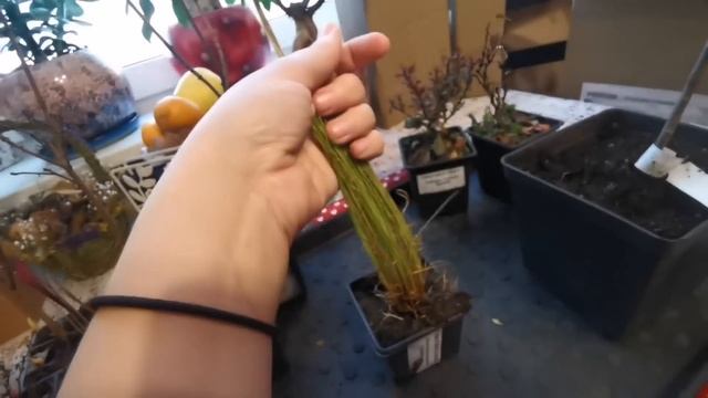 Осенние новиночки растений в моём саду!? Покупка на авито, вайлдберриз, опт-хоз! ??15 ноября 2023г смотреть онлайн