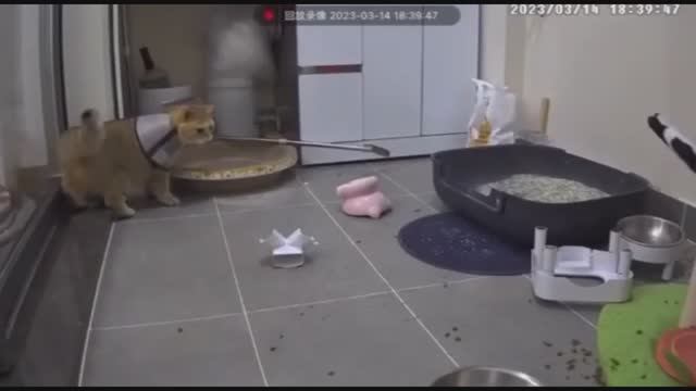 Кот навёл суету смотреть онлайн