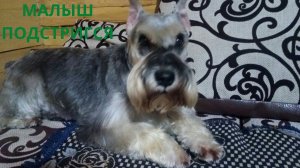 Цвергшнауцер Малыш постригся