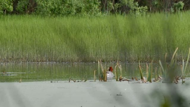 Свиязь.Утка смотреть онлайн