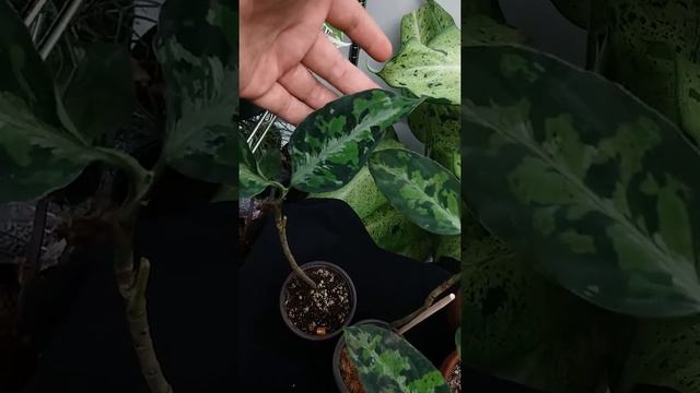 Aglaonema 