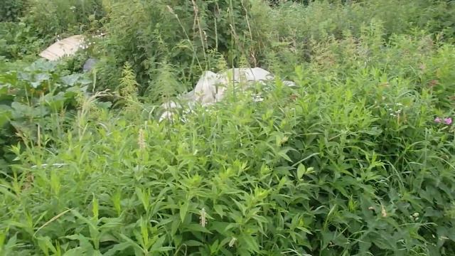 Дела Огородные ! Как надо опылять Кабачки чтобы у них быстро рос плод смотреть онлайн