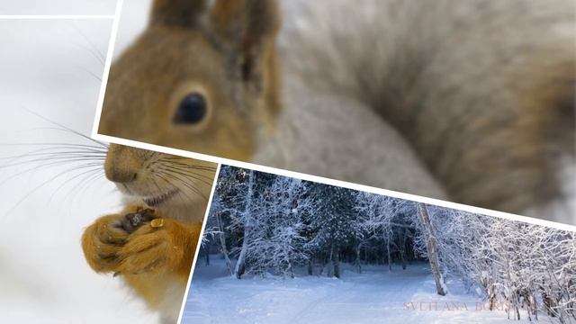 Звери в зимнем лесу. смотреть онлайн