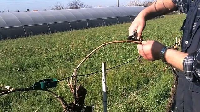 La potatura della vite смотреть онлайн