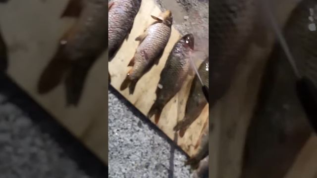 Быстрая чистка сазана автомойкой! смотреть онлайн