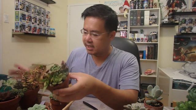 Succulents - Mealybugs and Pest Control смотреть онлайн