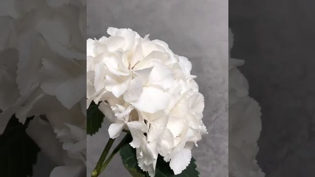 ЦВЕТОК ГОРТЕНЗИЯ БЕЛАЯ ГОРТЕНЗИЯ ВИДЕО ФОТО ОБЗОР смотреть онлайн