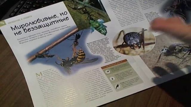 Насекомые и их знакомые 19 Муравей-Древоточец смотреть онлайн