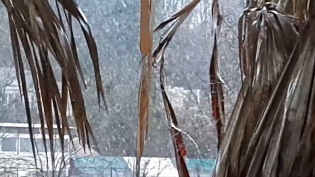 Сочи - снег, пальма и сова смотреть онлайн