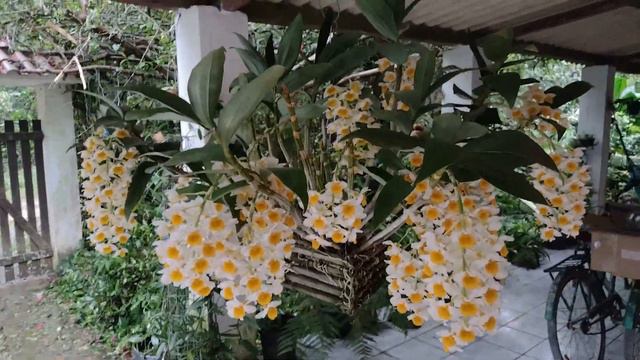 Vídeo Em Time-lapse Da Abertura Floral Da Orquídea Dendrobium Thyrsiflorum E Rifa смотреть онлайн