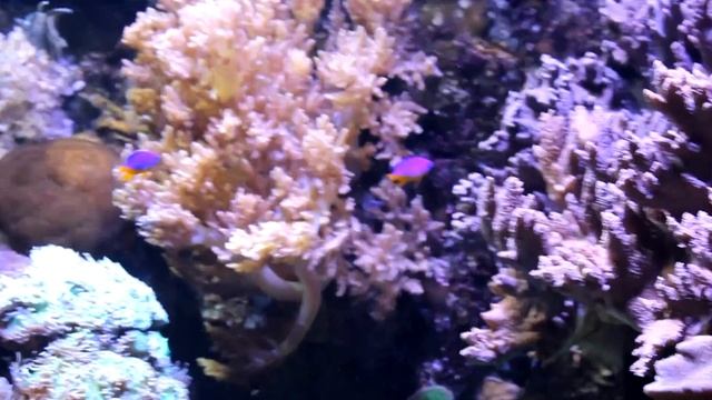 Aquarium of Genoa, Океанариум в Генуе смотреть онлайн