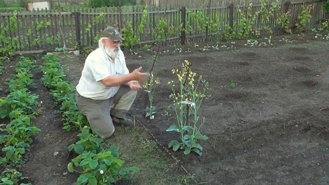 Выращиваем семена капусты смотреть онлайн