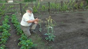 Выращиваем семена капусты