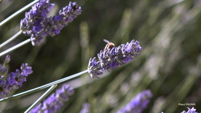 Honey Bees and Lavender 4K смотреть онлайн