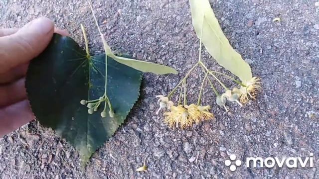 Разновидность липы. Широколистная или плакучая?