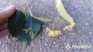 Разновидность липы. Широколистная или плакучая?