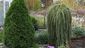 Туя Холмструп (Holmstrup) — описание и размеры