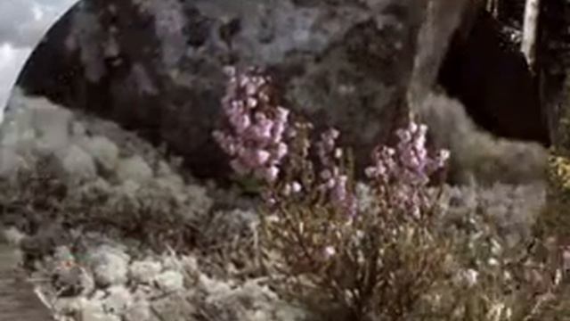 СЕВЕРНАЯ КАРЕЛИЯ смотреть онлайн
