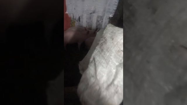 Вес поросёнка 2.5 месяца/зимнее содержание свиней смотреть онлайн