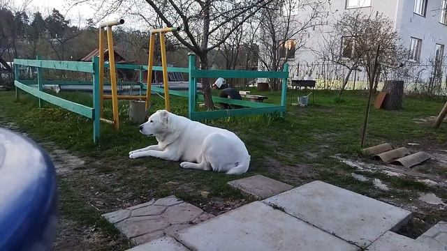 Алабай. Собака сорвала коготь. Лечение и реабилитация... смотреть онлайн