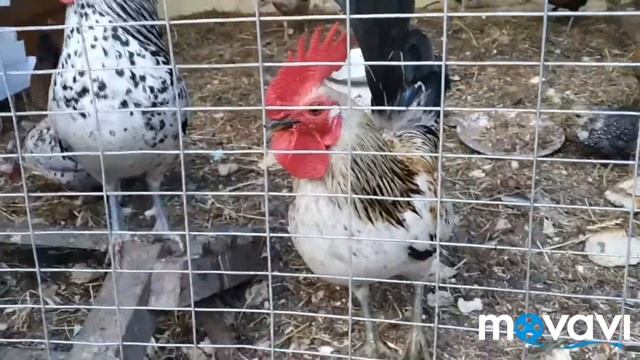 На море содержали кур породы бентамка ????? смотреть онлайн