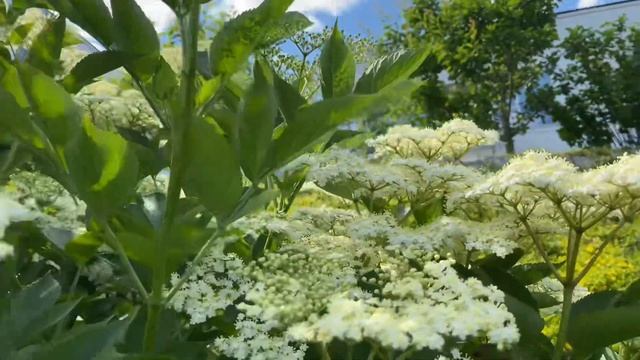 Магия цветов бузины чёрной. Лекарственные растения. Норвегия смотреть онлайн