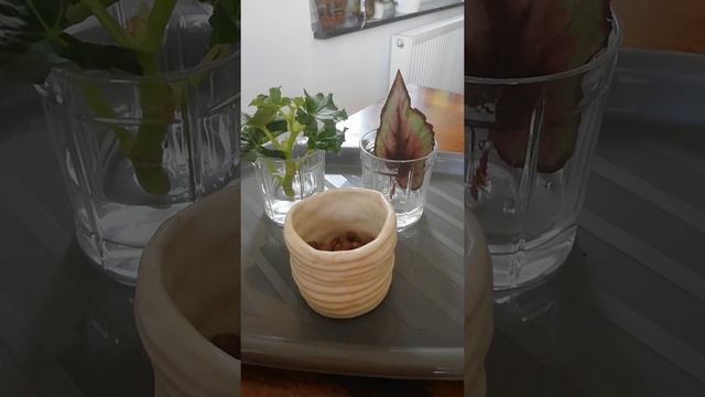 Укорененние бегоний. Таким образом бегония 100% пустит корни!