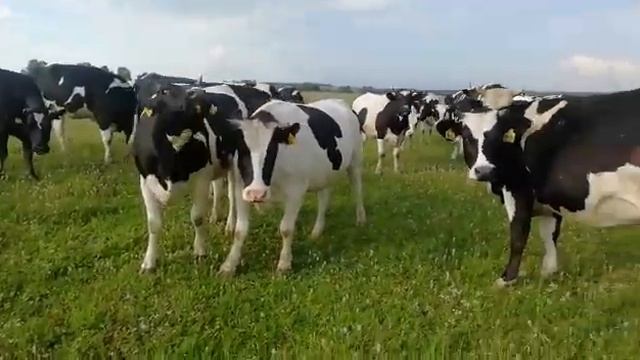 Товарные телки черно пестрой породы голштинизированные, Holstein, в реализации 3500 голов на 2021 г