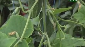 Выращивание мяты и мелиссы  на подоконнике