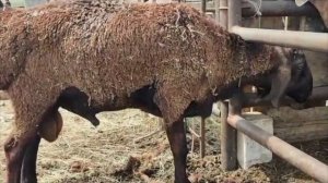 БАРАН НЕ МОЖЕТ ПОМОЧИТСЯ В ЧЕМ ПРОБЛЕМА? #овцы #козы #ветеринар