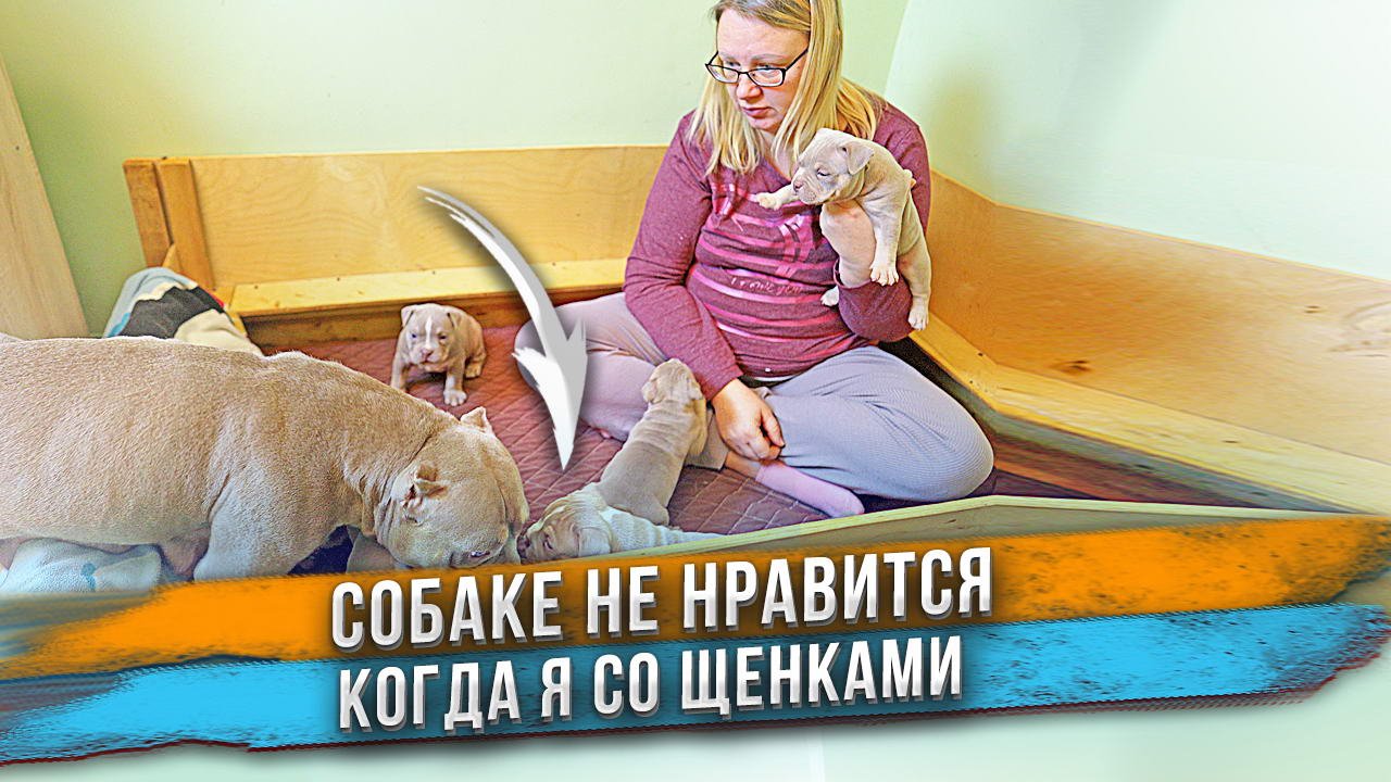 Собаке не нравится, что я трогаю её щенков! ? Щенкам Американского Булли 1 месяц. смотреть онлайн