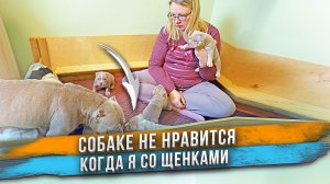 Собаке не нравится, что я трогаю её щенков! ? Щенкам Американского Булли 1 месяц.