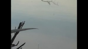 ЛОВЛЯ ПЛОТВЫ РАННЕЙ ВЕСНОЙ НА МАХОВУЮ УДОЧКУ