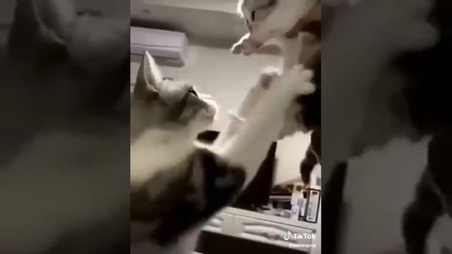 Самая добрая кошка смотреть онлайн