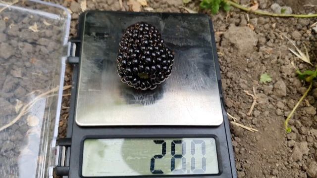 ГИГАНТСКАЯ ЕЖЕВИКА. РЕКОРДНЫЙ ВЕС ЯГОДЫ.Натчез отдыхает!!! смотреть онлайн