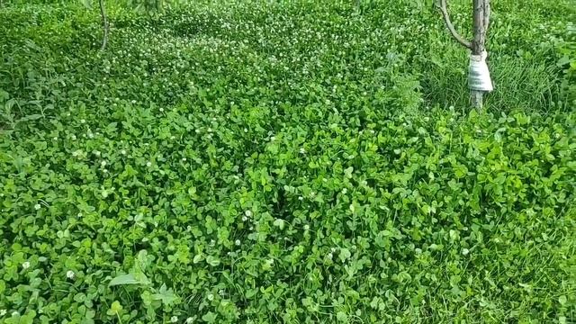 Как ухаживать за газоном из клевера смотреть онлайн