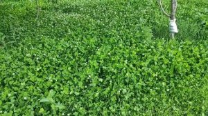 Как ухаживать за газоном из клевера