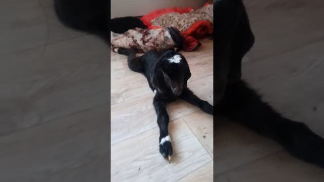 Прибавление ? три заано-нубийских козленка. смотреть онлайн