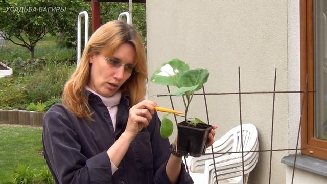 Посадка рассады баклажанов в грядку смотреть онлайн
