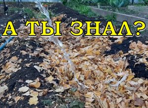 Готовим ТЕПЛУЮ ГРЯДКУ с осени БЕСПЛАТНО☝☝☝